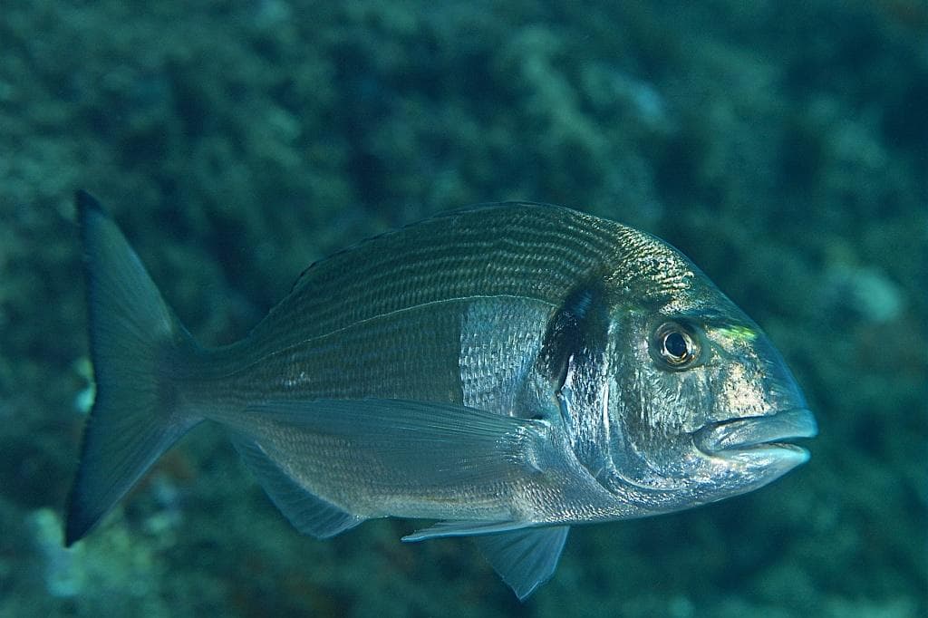 Dorade royale (Sparus aurata)