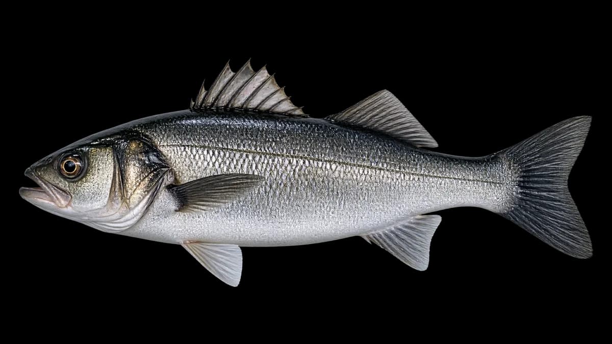 Illustration d'un bar (Dicentrarchus labrax)