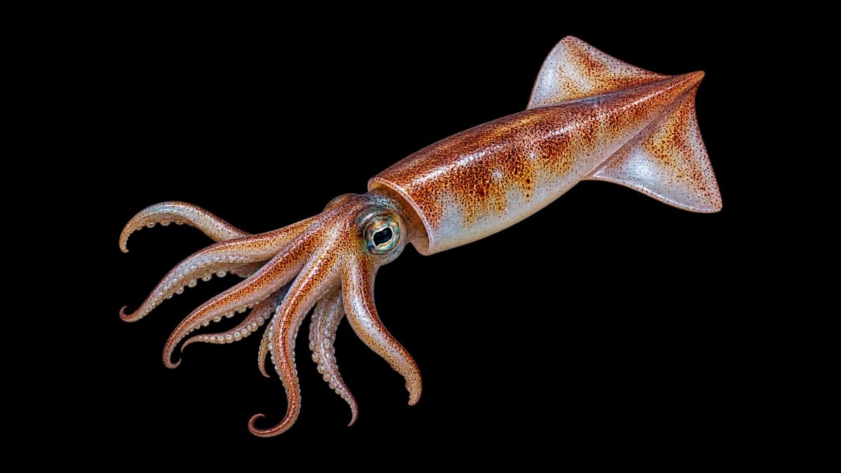 Illustration d'un calmar (Loligo vulgaris)