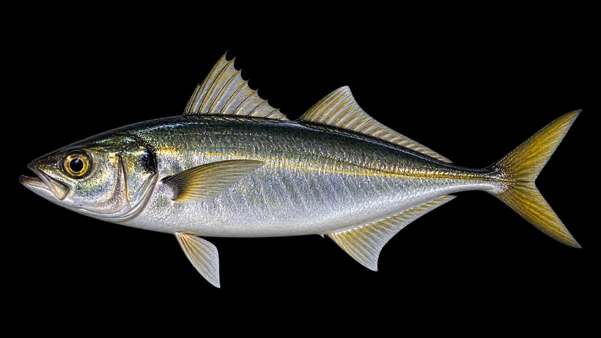 Illustration d'un chinchard (Trachurus trachurus)