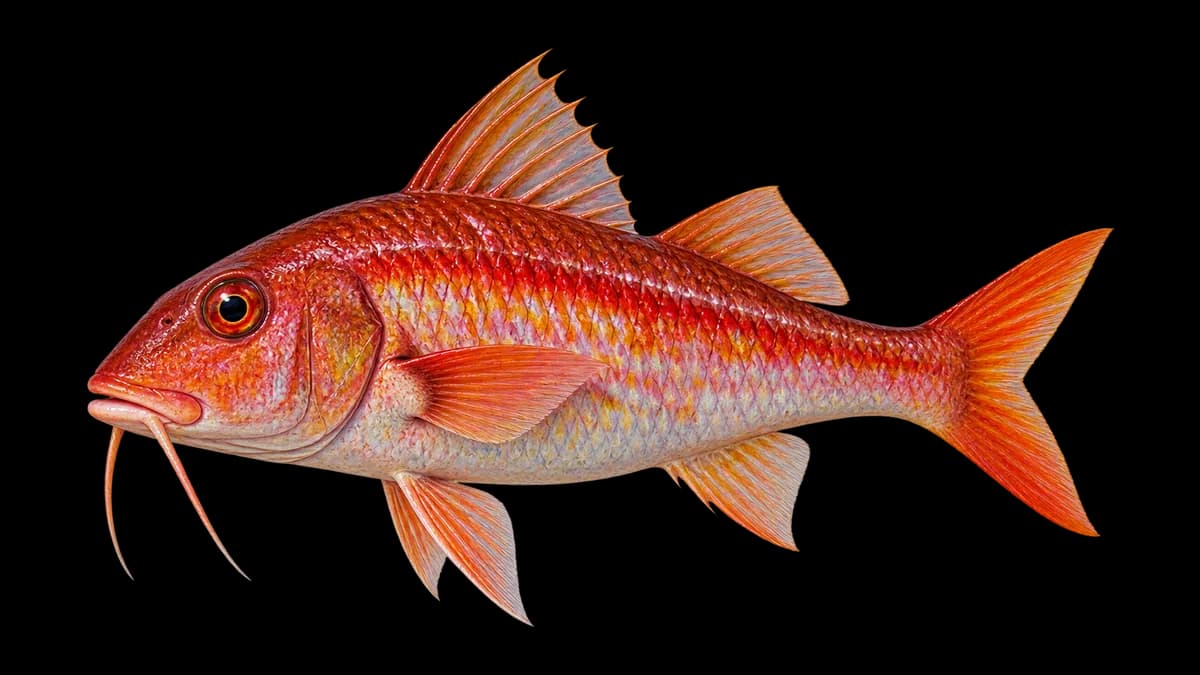 Illustration d'un rouget (Mullus surmuletus)