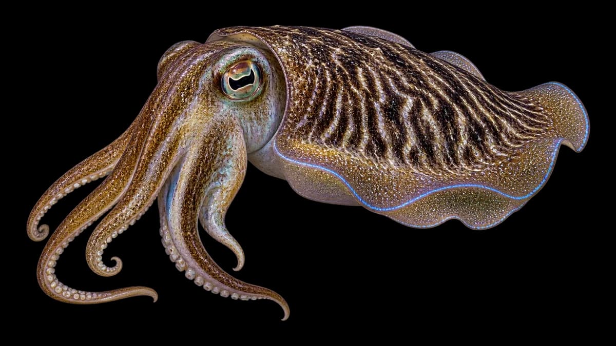 Illustration d'une seiche (Sepia officinalis)